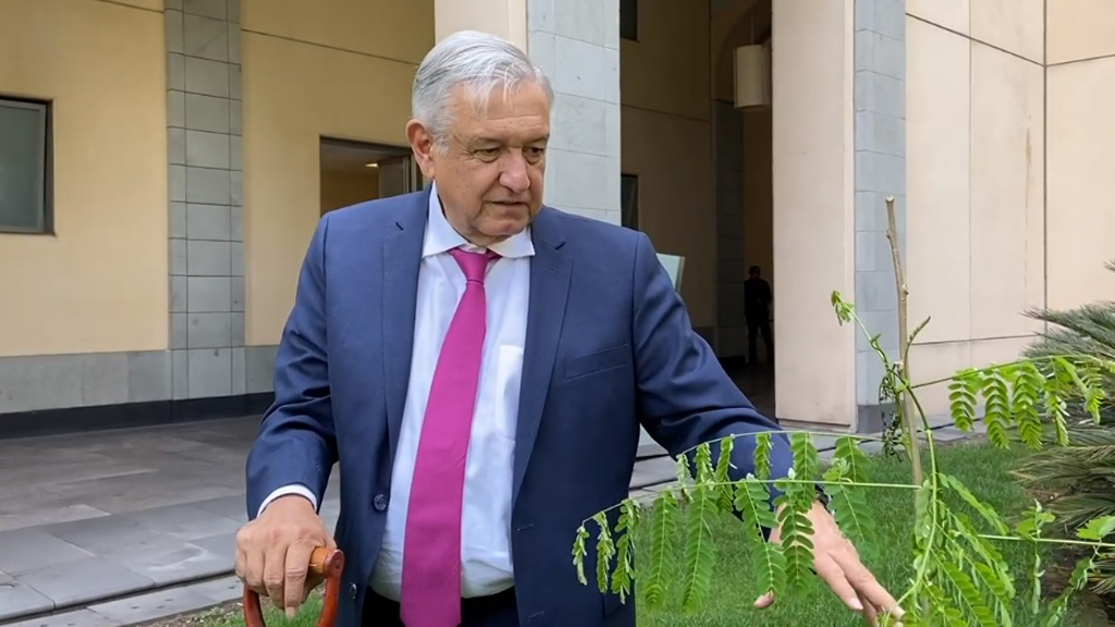 #Video López Obrador siembra árboles tropicales en Palacio Nacional