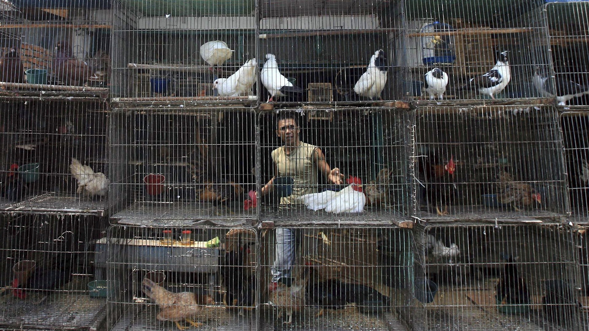 OMS recomienda mejorar mercados y prohibir venta de animales salvajes