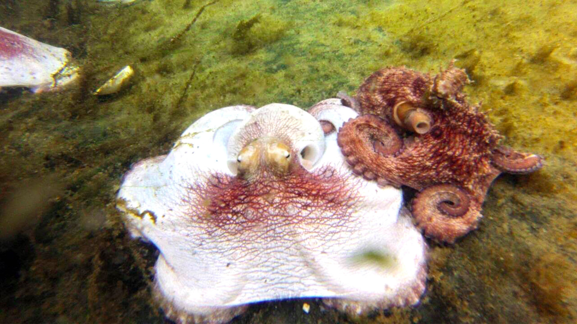 Estudian organismos marinos como fuente para nuevos fármacos