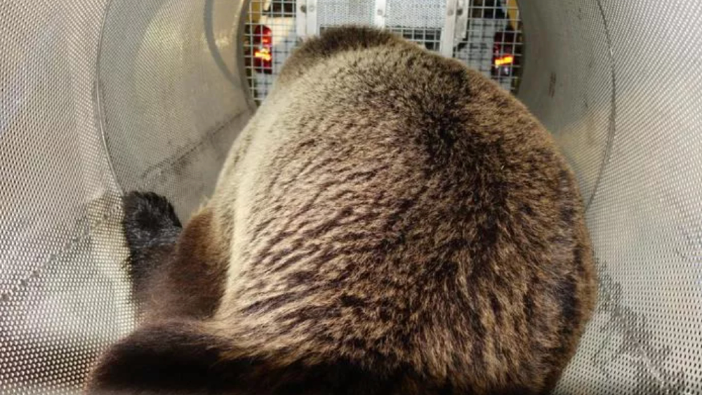 Italia captura a oso que escapó de una zona forestal hace nueve meses