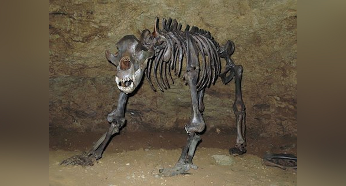 Dieta vegetariana habría acabado con los osos de las cavernas, revela estudio