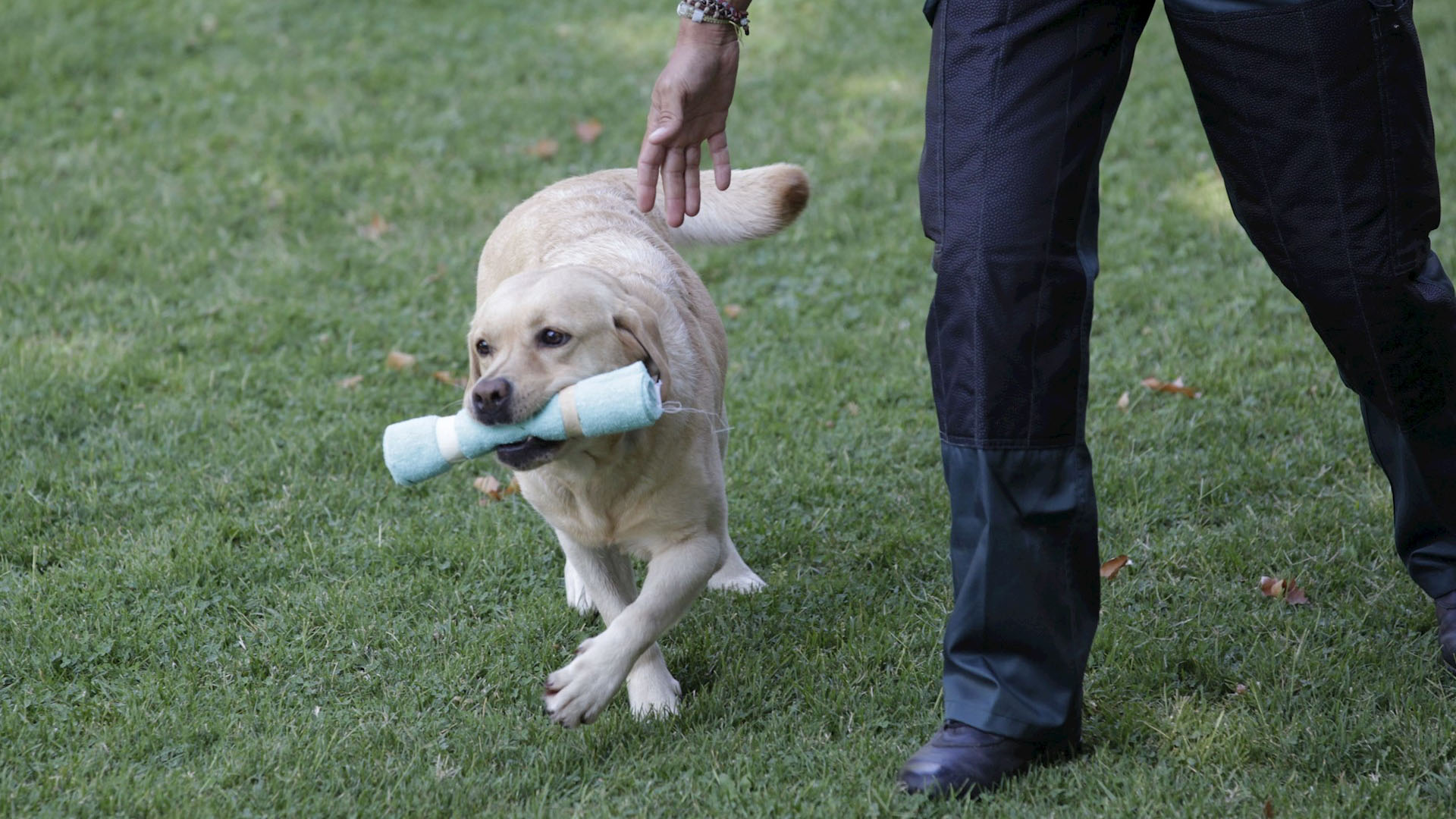Universidad de EE.UU. investigará si perros pueden detectar el COVID-19