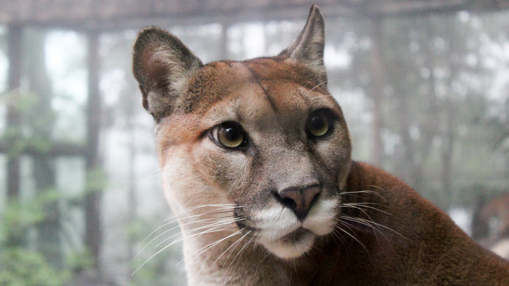 Profepa investiga caza de puma en Yucatán