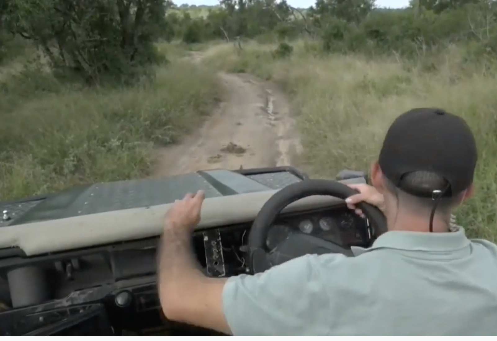 Safaris virtuales, ventana a África en tiempos de COVID-19