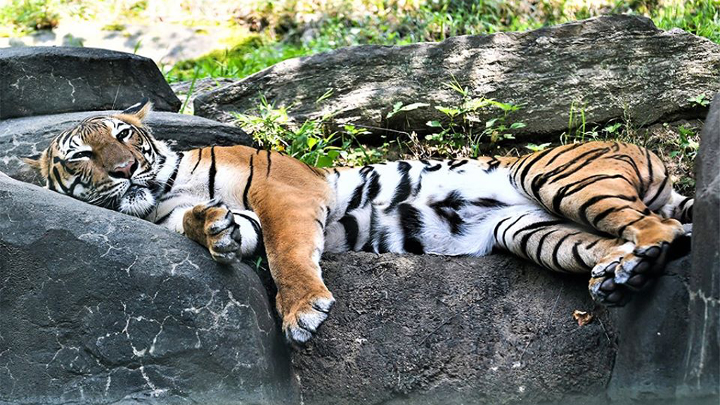 Siete felinos del Zoológico del Bronx dan positivo a COVID-19