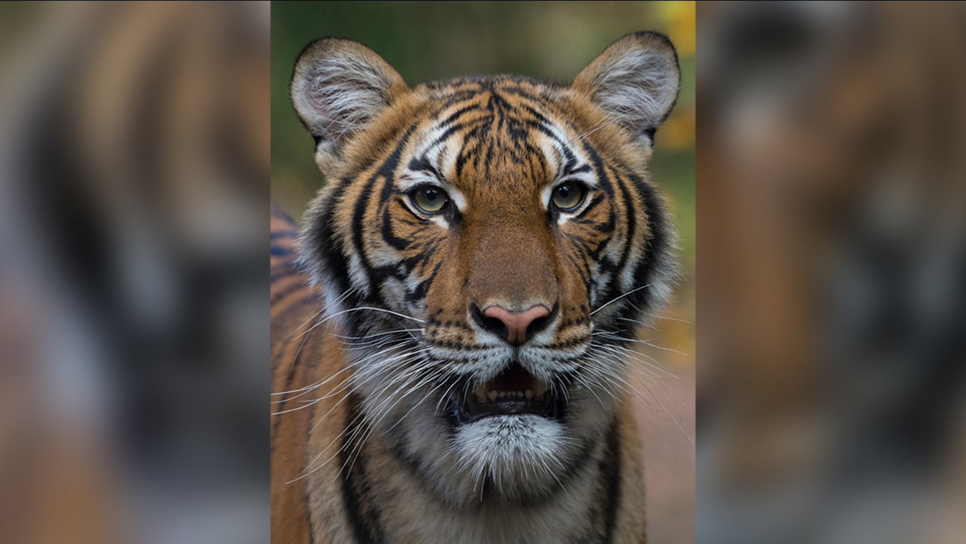 Tigre del zoológico del Bronx da positivo a coronavirus
