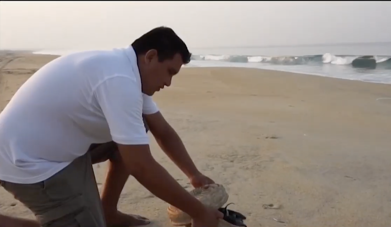 Nacen crías de tortuga laúd en Puerto Escondido