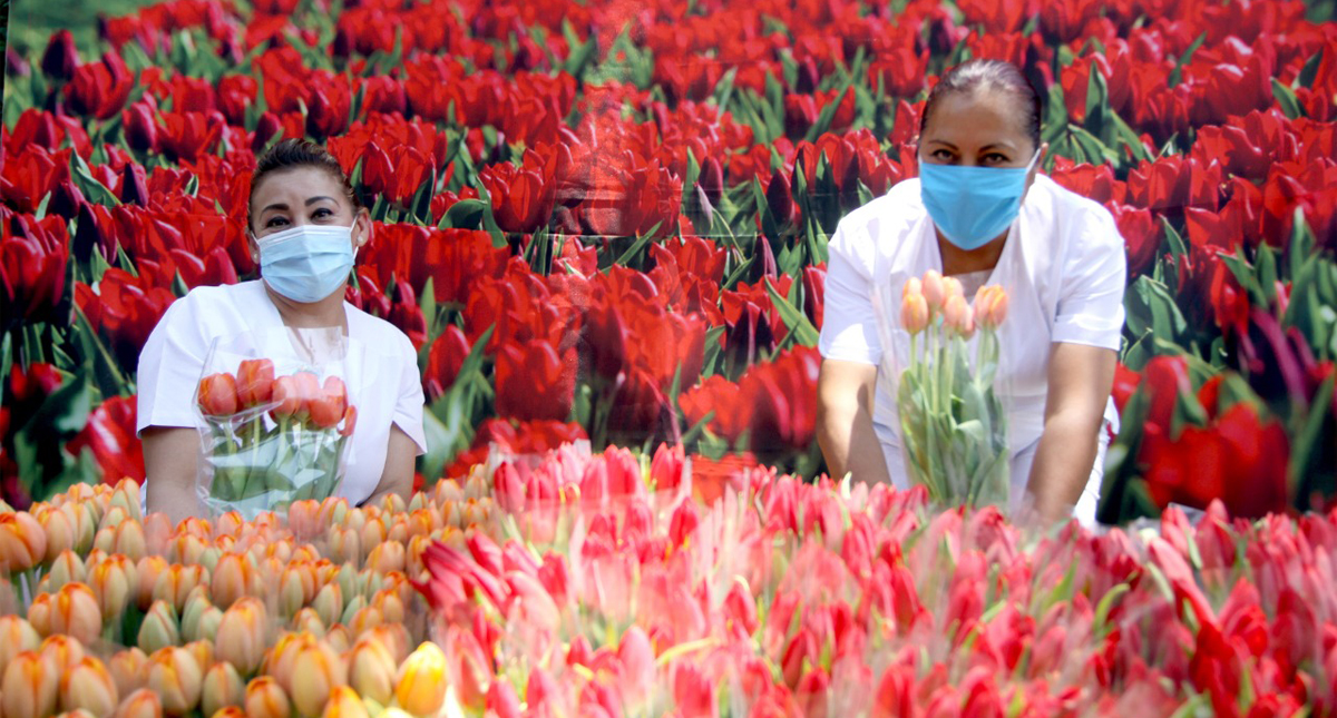 Embajada de los Países Bajos entrega tulipanes a personal médico del IMSS que atiende COVID-19