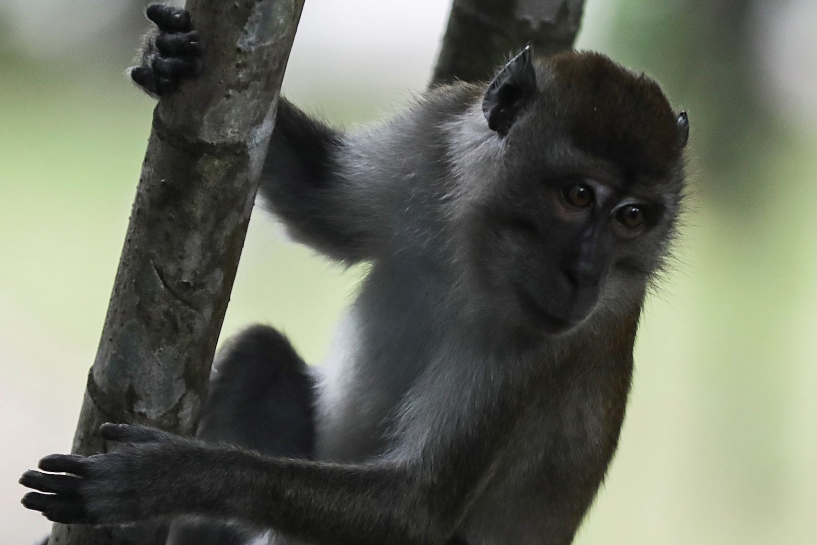 Prototipo de vacuna contra COVID-19 logra proteger a animales del virus