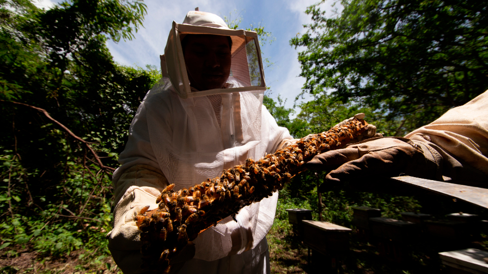 Activa México vigilancia epidemiológica por avispón gigante