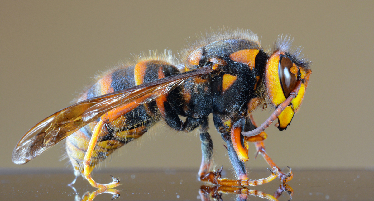 Avispón asiático gigante no llegará al territorio mexicano, afirma especialista de la UNAM
