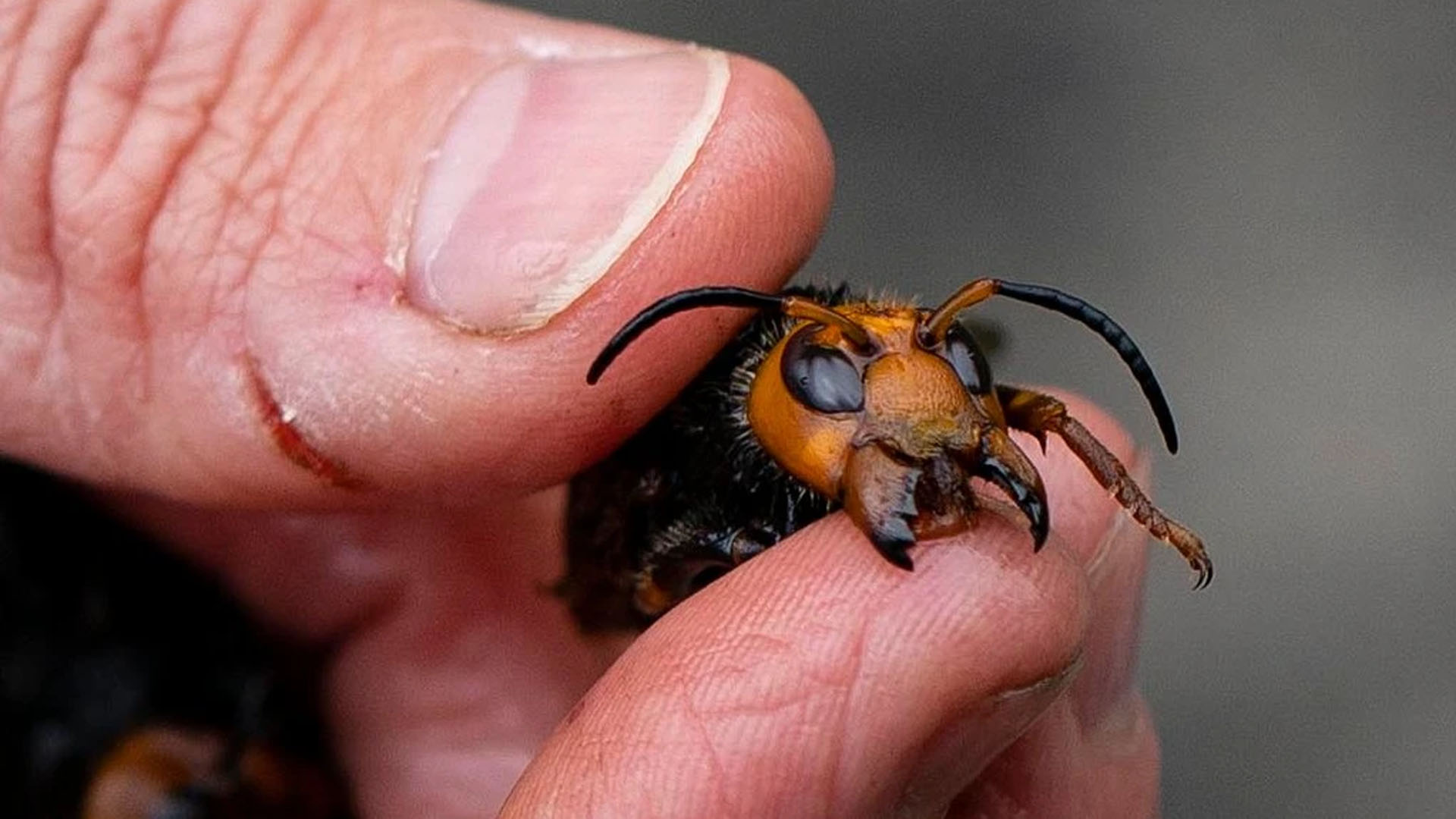 Llegada de “avispas asesinas” a Estados Unidos causa preocupación Llegada de “avispas asesinas” a Estados Unidos causa preocupación