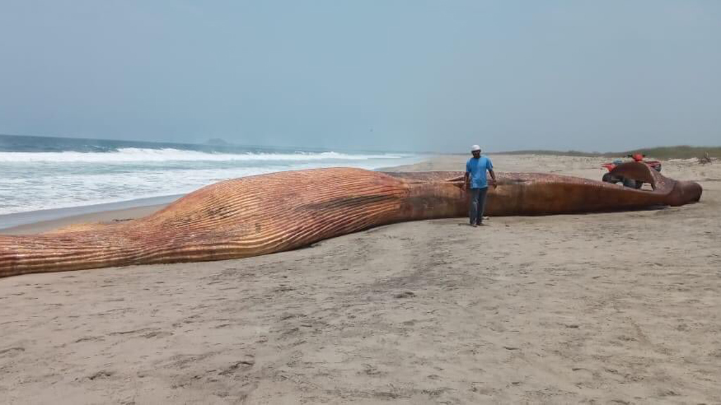 Muere ballena azul en costas de Oaxaca - ballena-azul-muerta-en-oaxaca