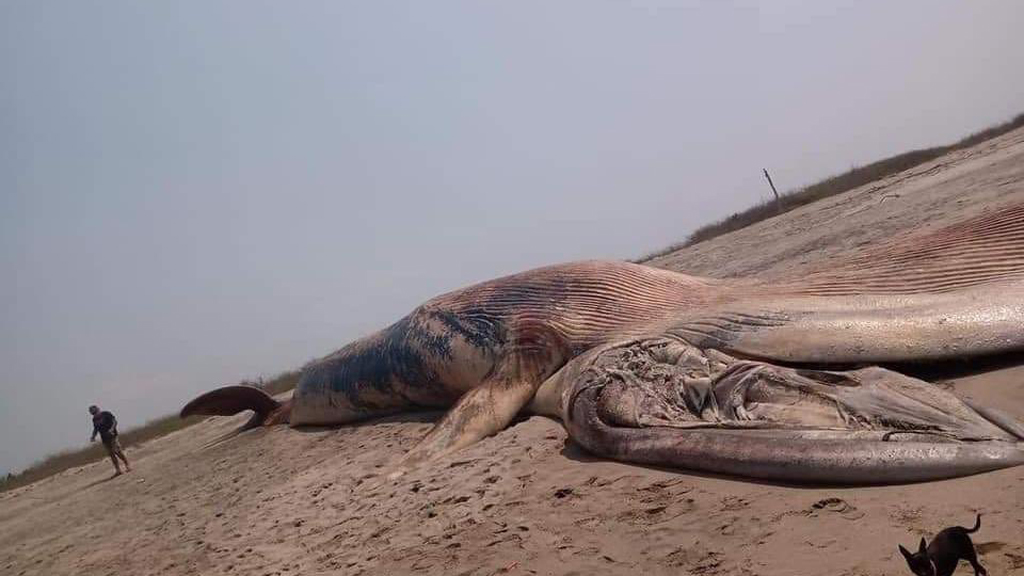 Muere ballena azul en costas de Oaxaca