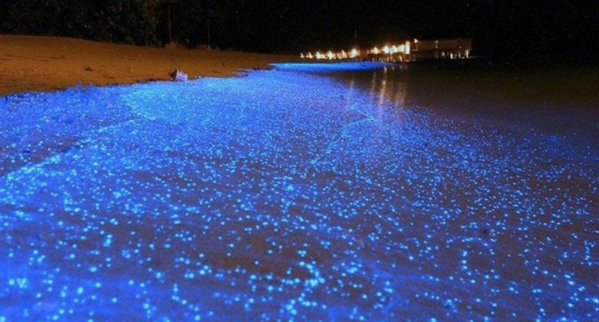 Confinamiento provoca mayor bioluminiscencia en costas mexicanas: investigador
