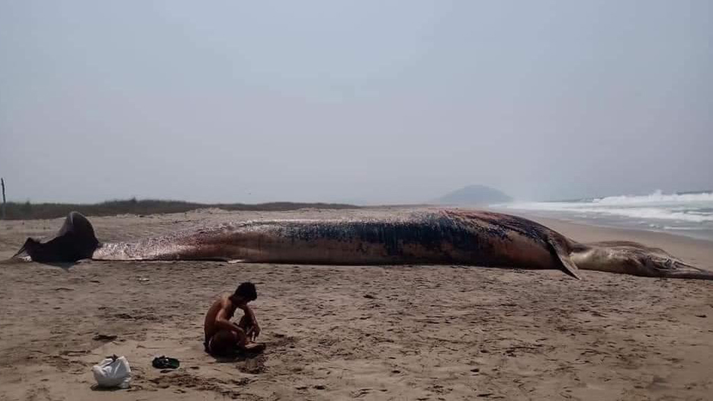 Muere ballena azul en costas de Oaxaca - cadaver-de-ballena-azul-en-lagunas-de-chacahua-oaxaca