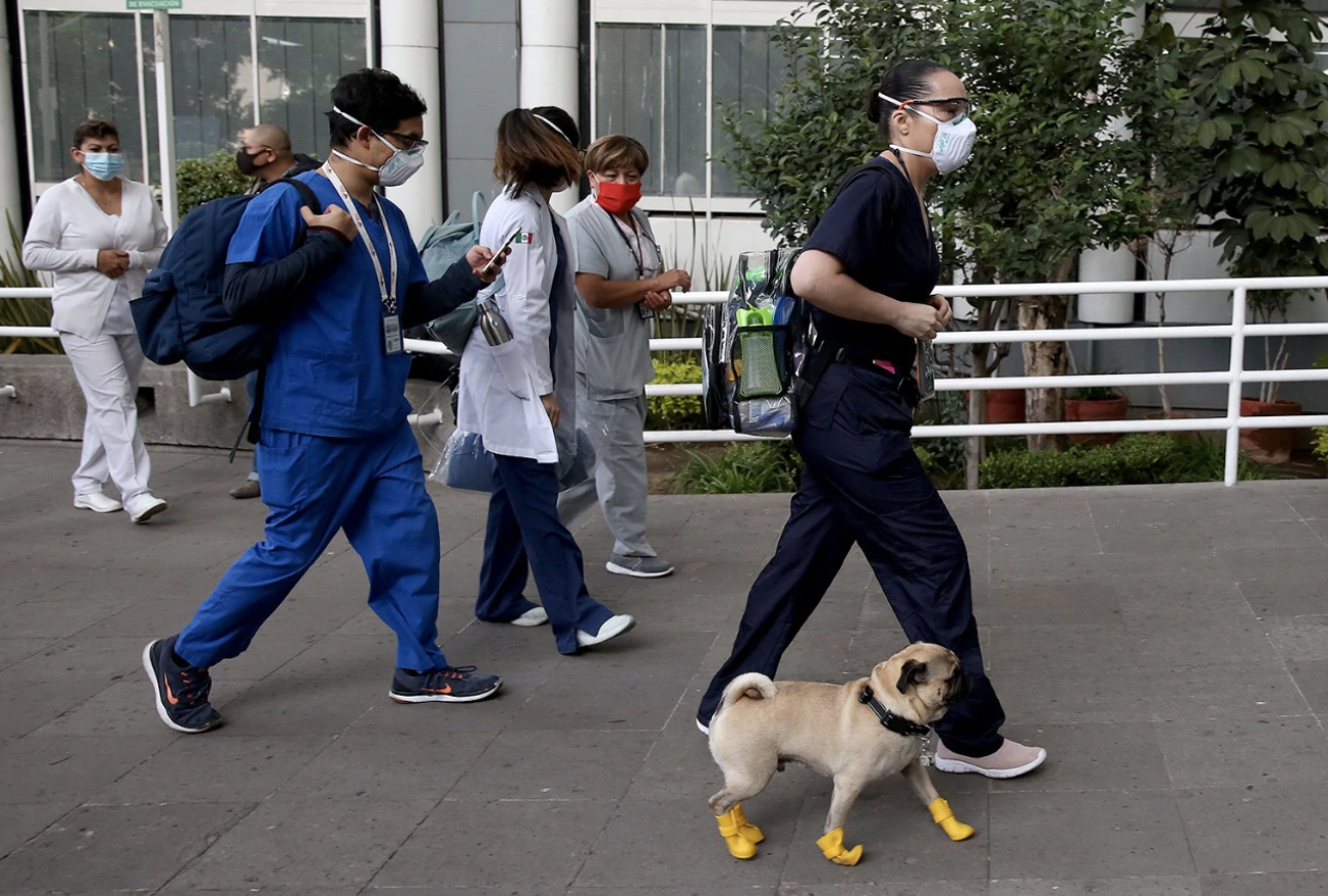 'Harley', el perro que ayuda a personal del ISSSTE a prevenir el estrés - captura-de-pantalla-2020-05-15-a-las-164109