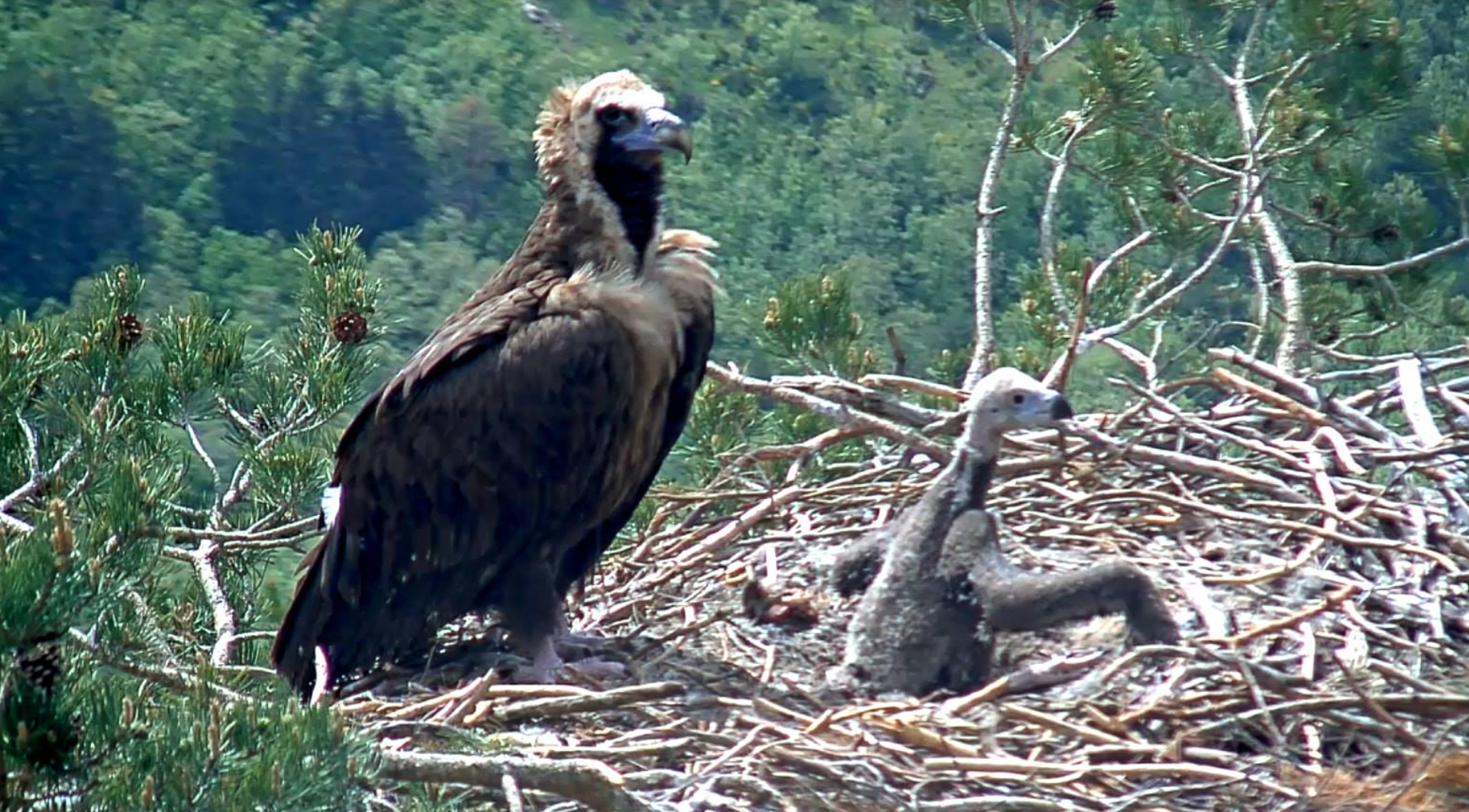 Jóvenes estudian nidos de aves protegidas con cámaras
