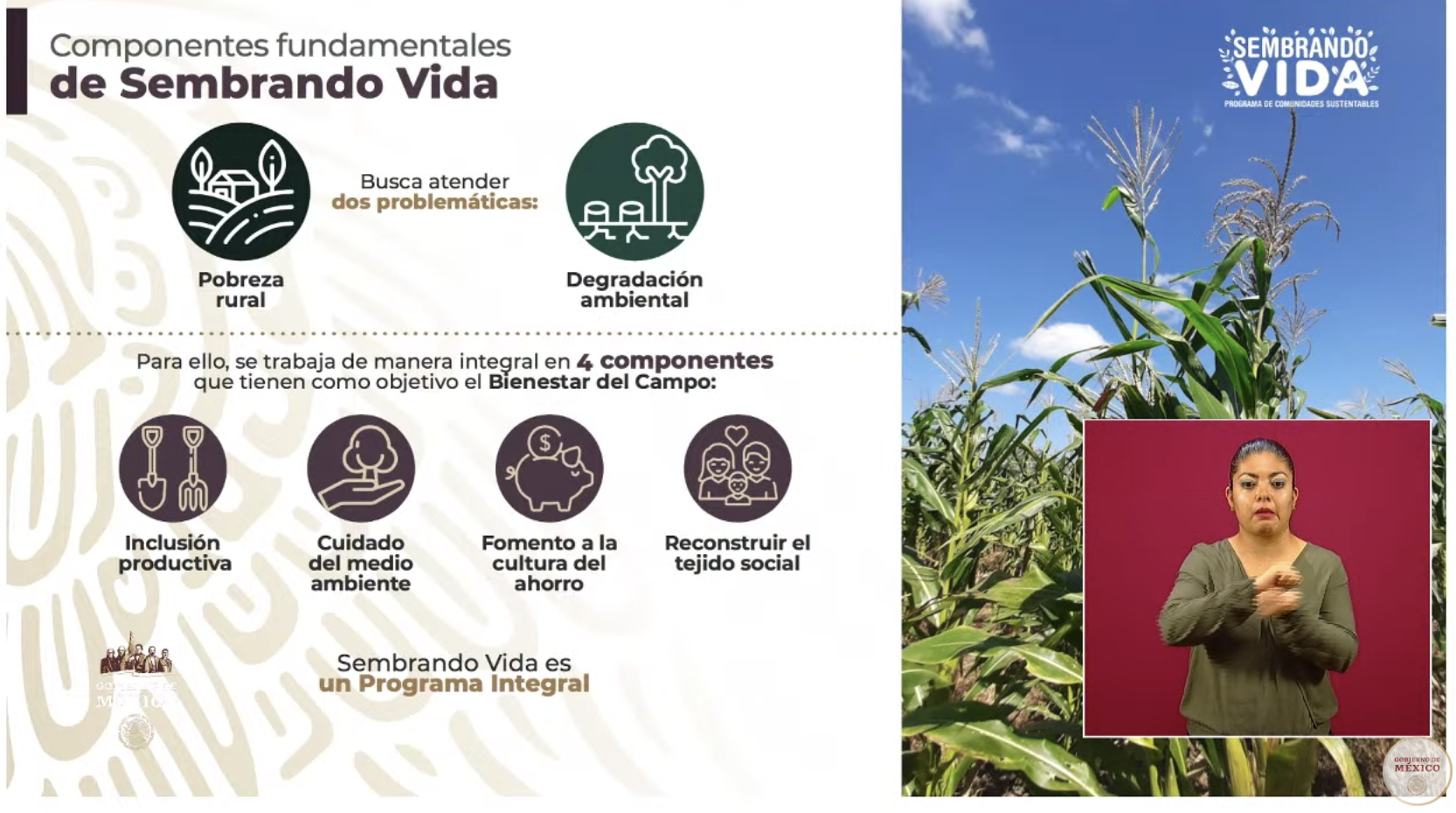 Programa Sembrando Vida emplea a 226 mil 675 campesinos - captura-de-pantalla-2020-05-21-a-las-172333