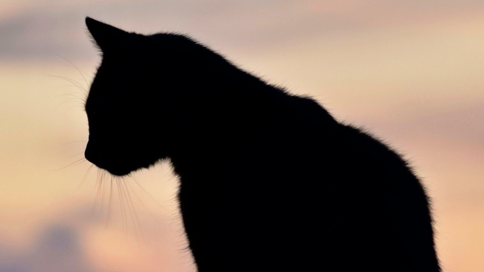 Detectan el primer caso de COVID-19 en un gato en España