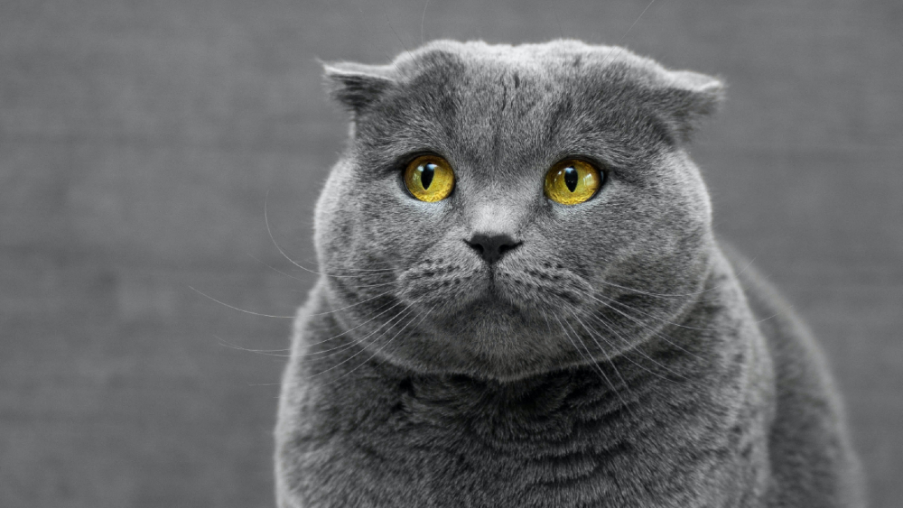 Gatos son especie más susceptible al COVID-19, afirma la OMS