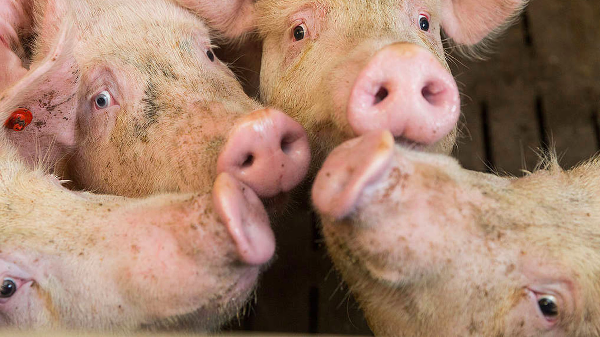 COVID-19 agravará crisis ambiental por granjas porcinas en México: Greenpeace