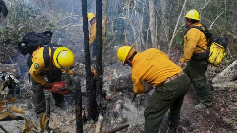 Reporta Protección Civil nacional 40 por ciento menos incendios forestales que en 2019