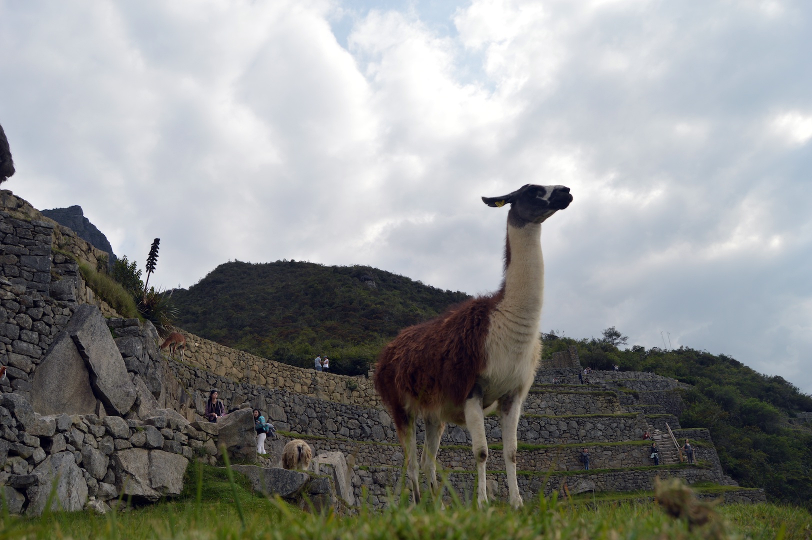 Anticuerpos de llamas podrían dar una clave en la lucha contra el COVID-19
