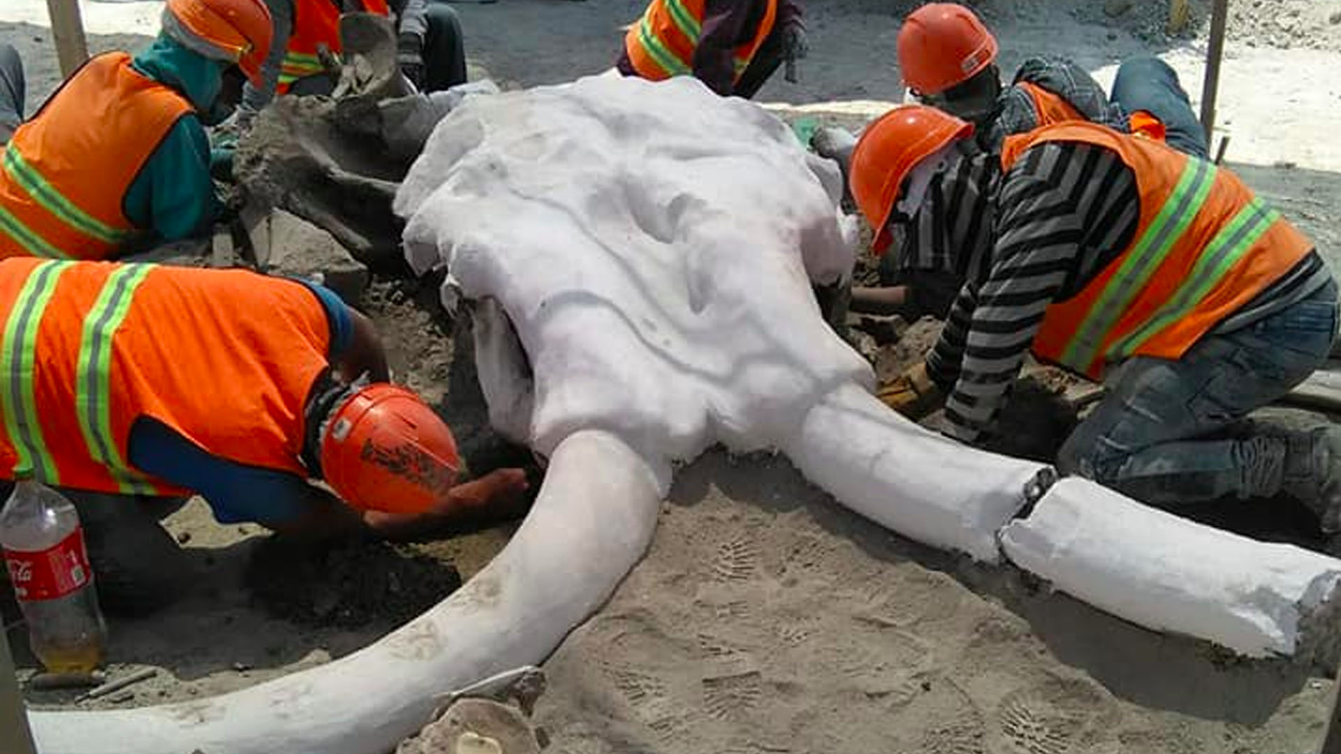 Encuentran restos de 60 mamuts en Santa Lucía