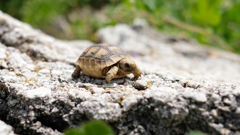 Murió bebé en República Dominicana tras ingerir sangre de tortuga contra COVID-19
