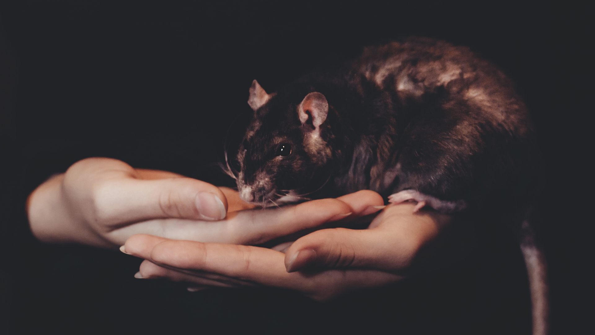 Ratas transmiten hepatitis a seres humanos; aún se desconoce cómo