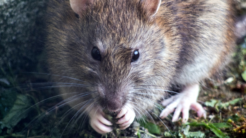 Gobierno de la Ciudad de México niega presencia de plagas de ratas