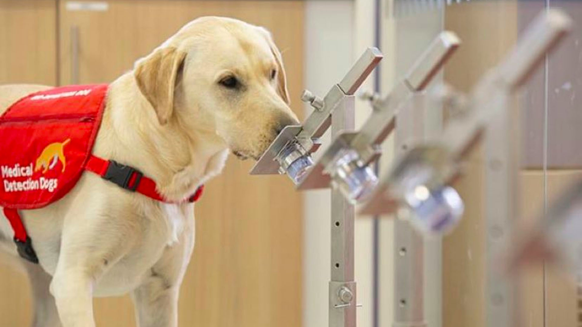 Reino Unido realizará ensayos con perros para que detecten COVID-19