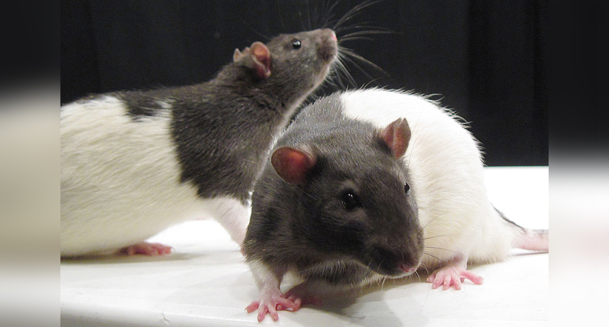 Estudio revela que algunos animales identifican el ritmo de las canciones