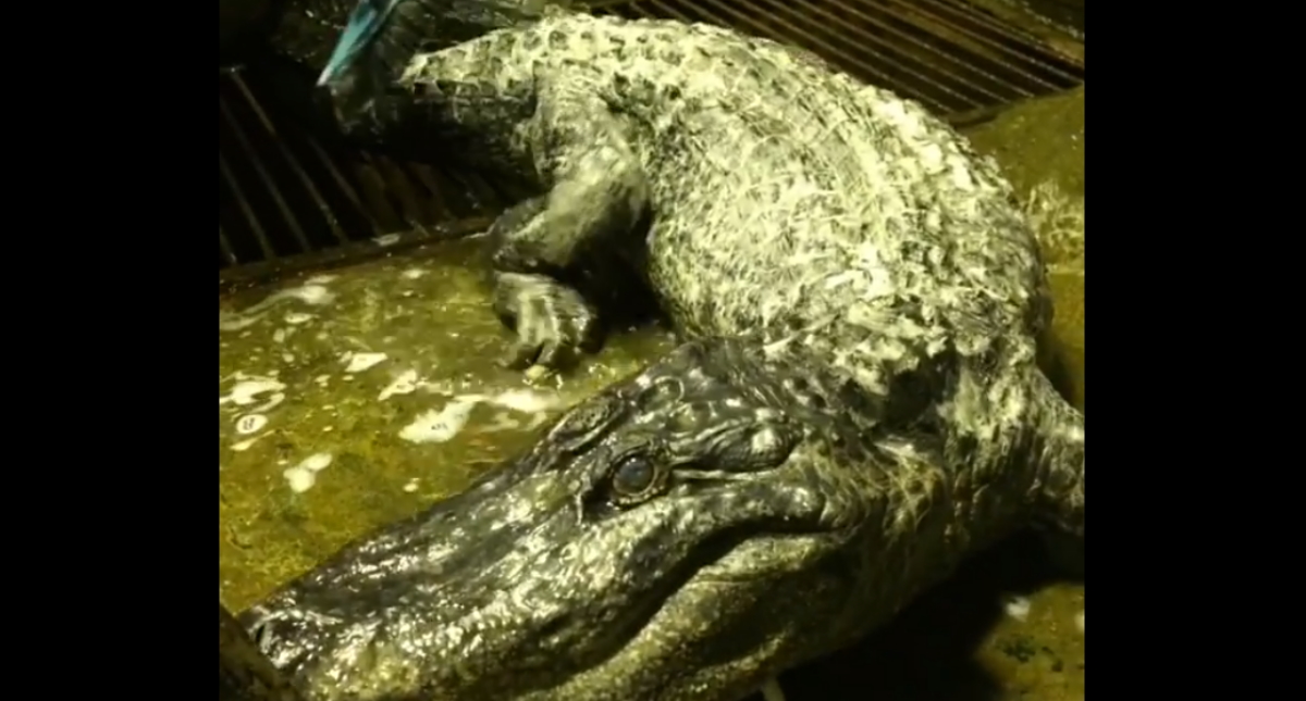 Murió Saturno, el cocodrilo que conoció a Hitler