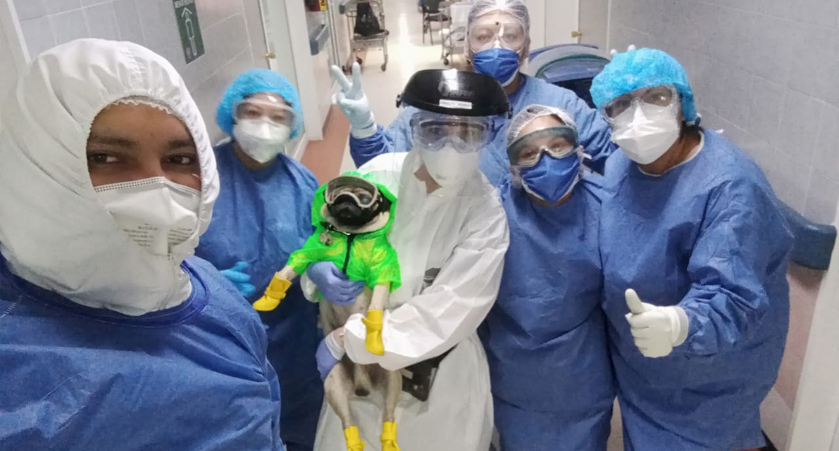 ‘Harley’, el perro que ayuda a personal del ISSSTE a prevenir el estrés