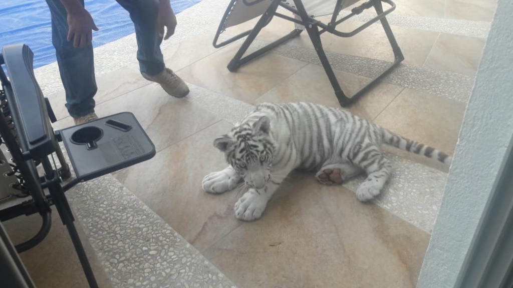 Capturan a tigre albino en calles de Querétaro
