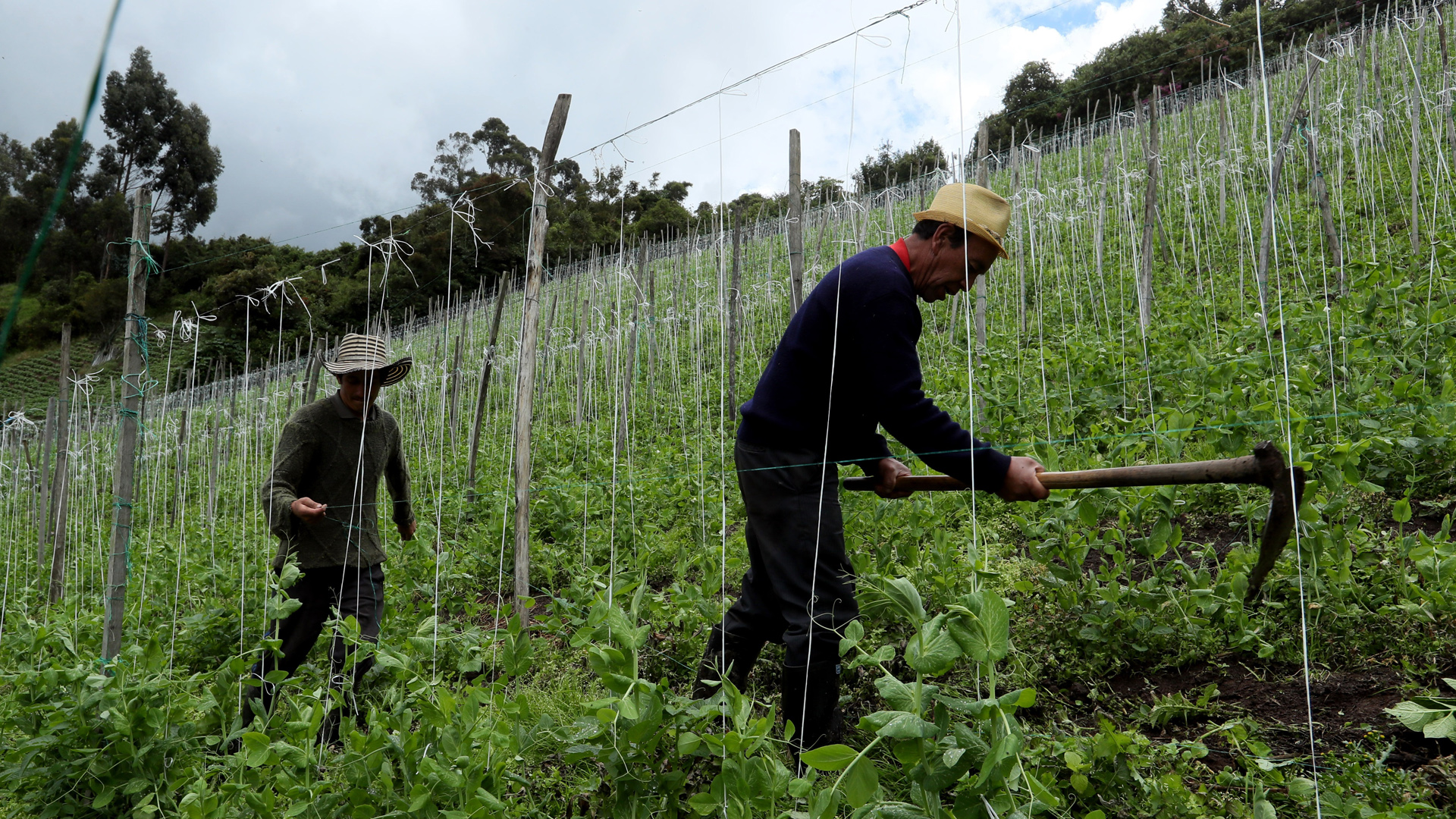 COVID-19 puede ser devastador para empleo rural de Latinoamérica, dice OIT