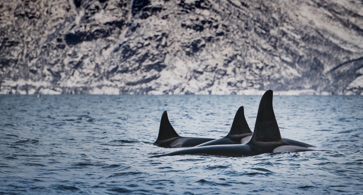 Las madres del reino animal