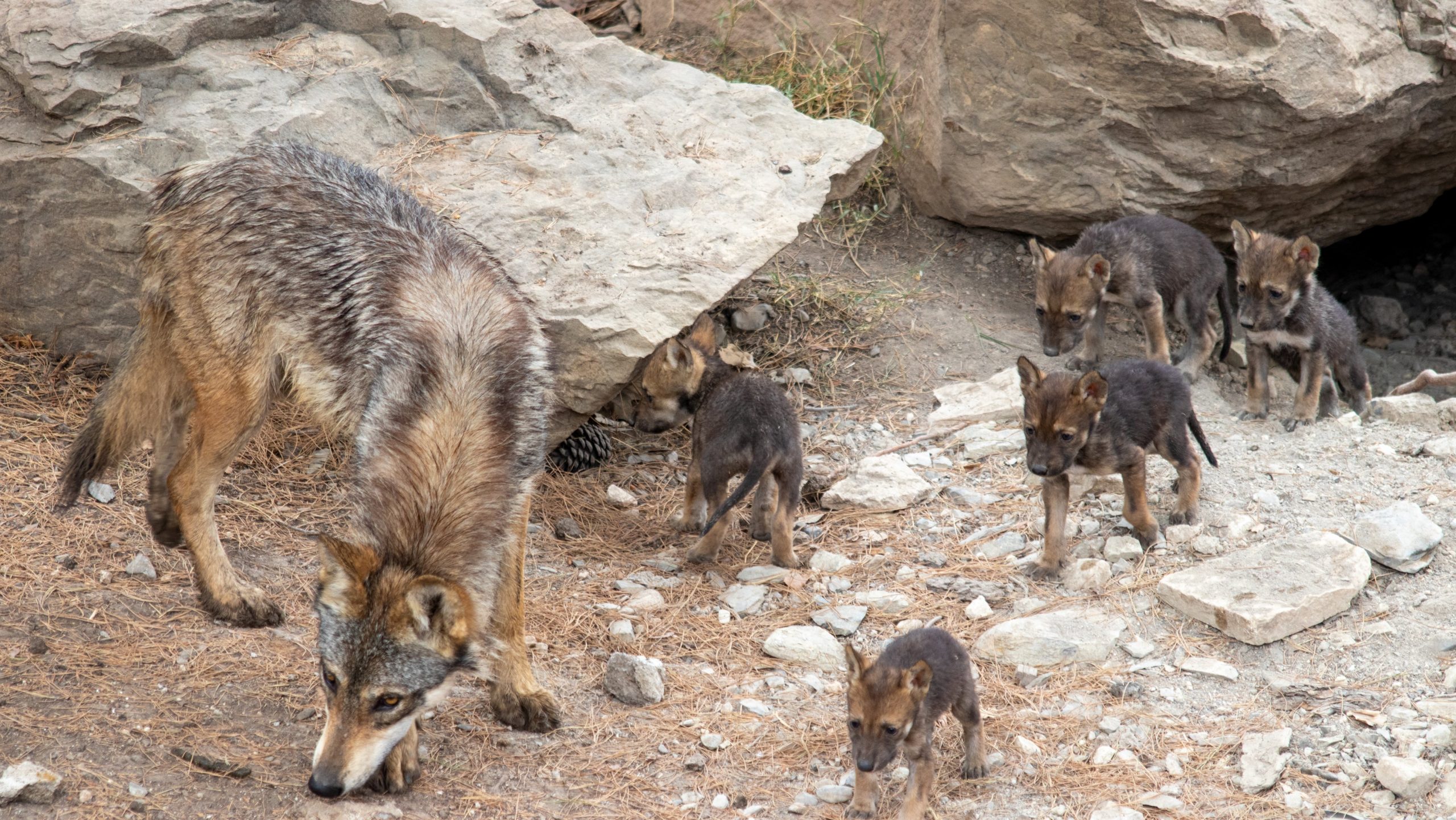 #Video Nacen en Saltillo ocho cachorros de lobo gris mexicano - cachorros-de-lobo-gris-mexicano-1-scaled