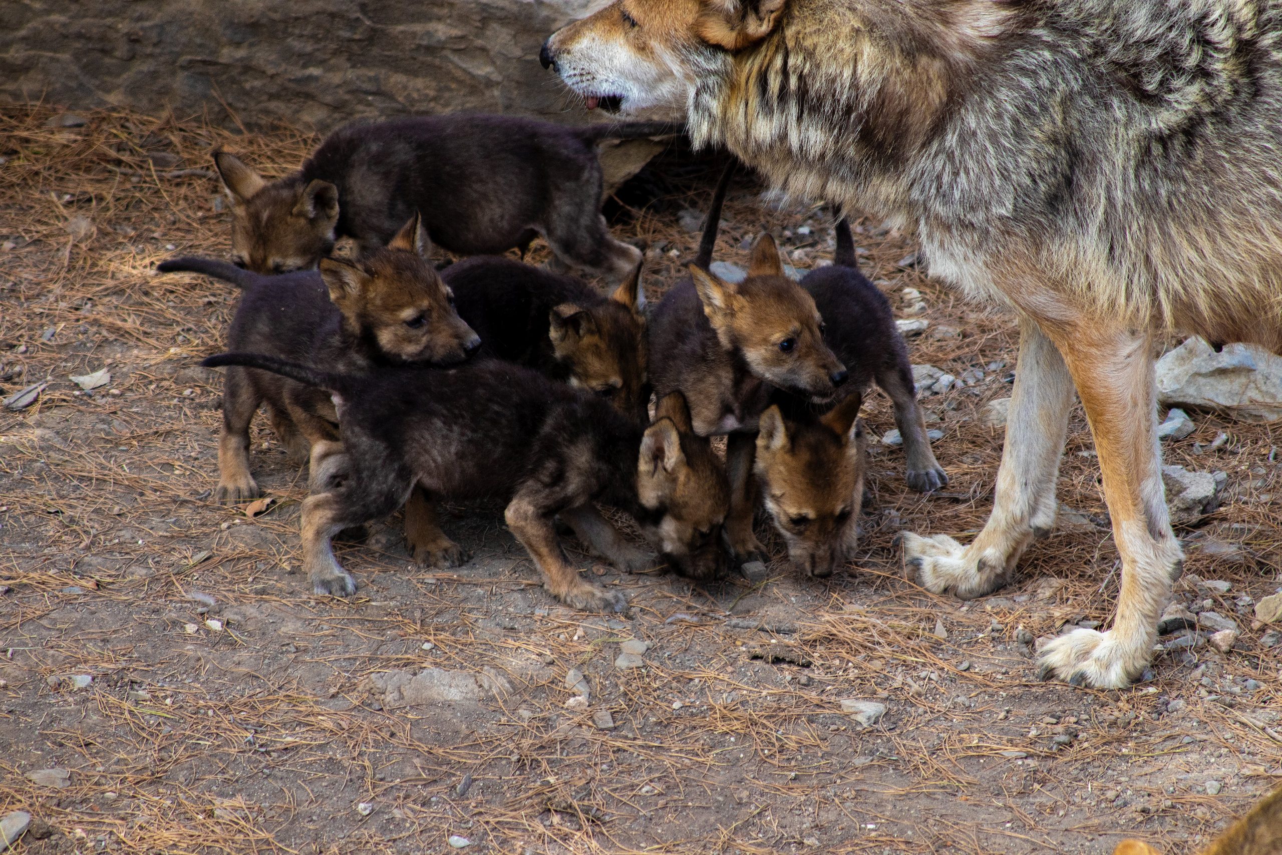 #Video Nacen en Saltillo ocho cachorros de lobo gris mexicano - cachorros-de-lobo-gris-mexicano-3-scaled