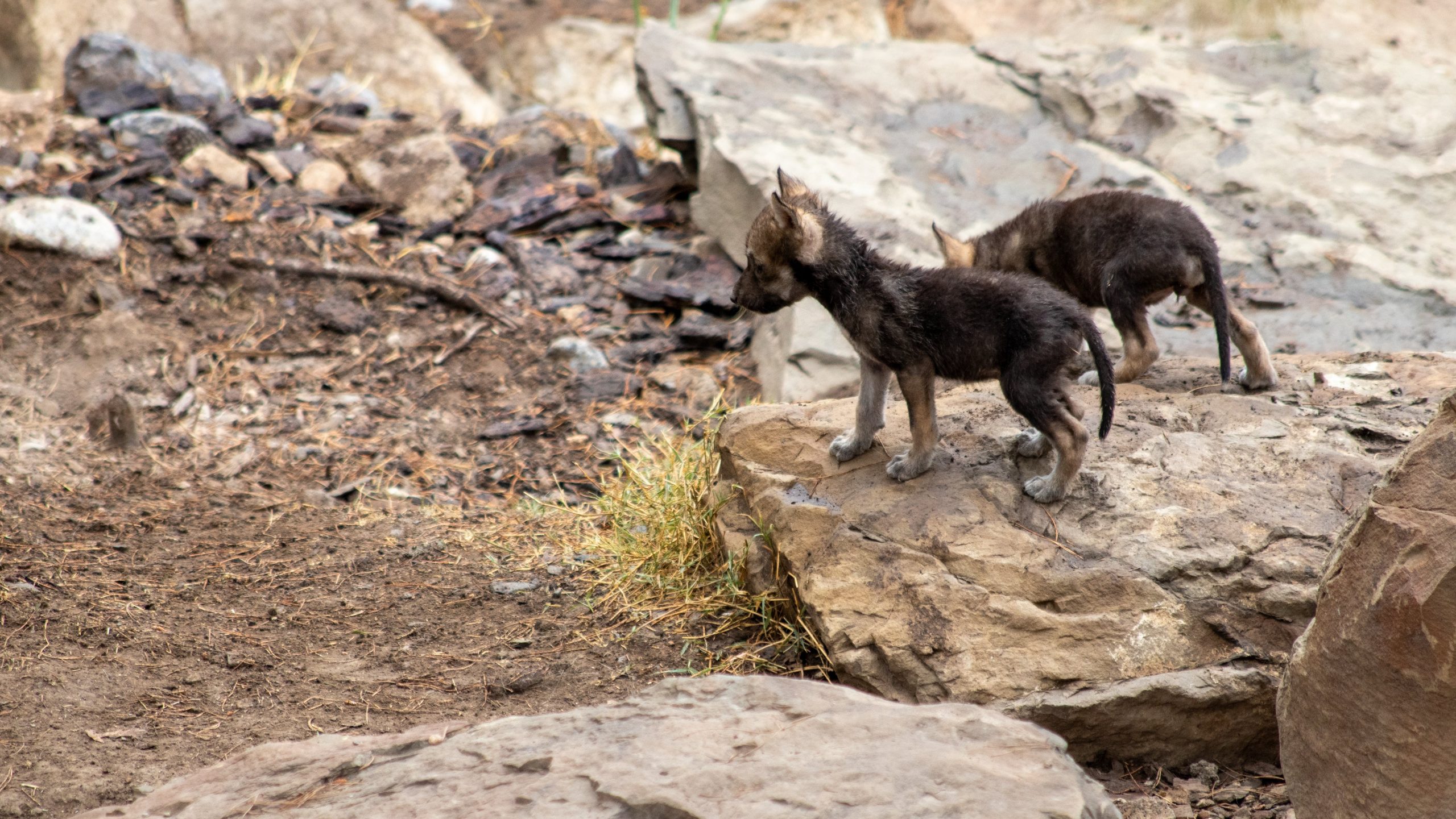 #Video Nacen en Saltillo ocho cachorros de lobo gris mexicano - cachorros-de-lobo-gris-mexicano-4-scaled