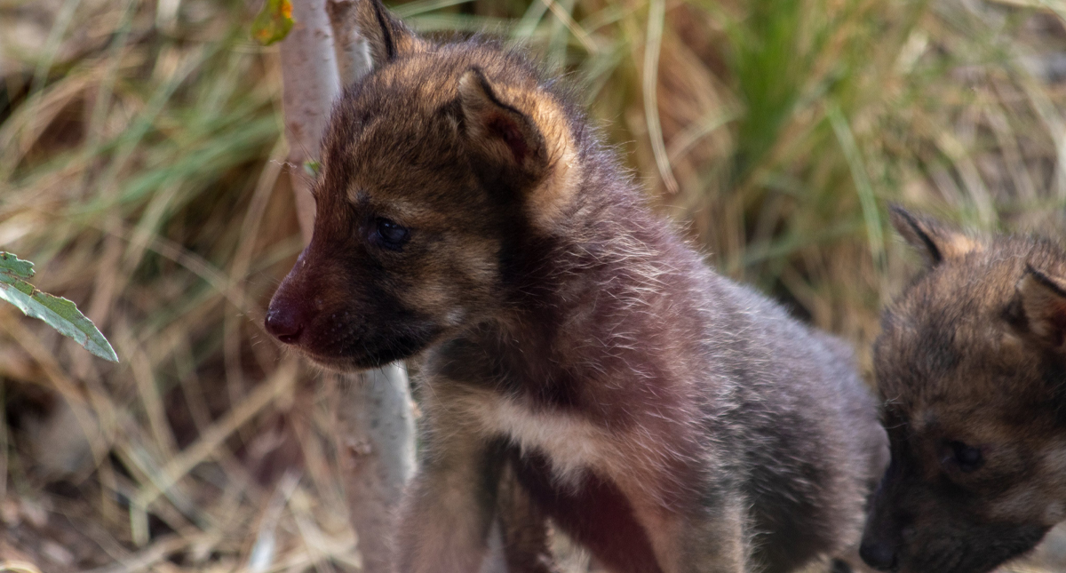 #Video Nacen en Saltillo ocho cachorros de lobo gris mexicano