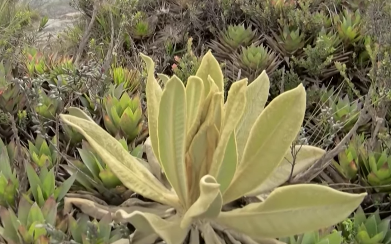Descubren nueva especie de frailejón en Colombia