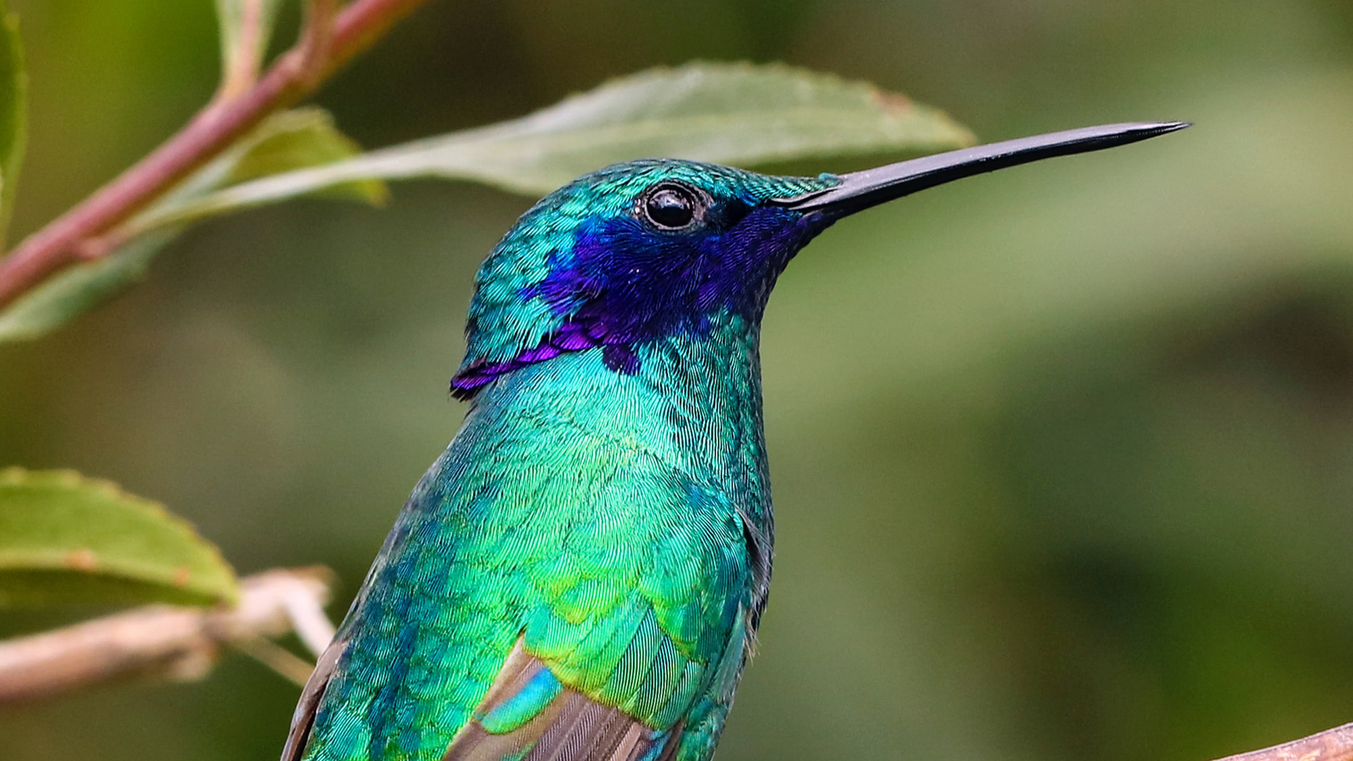 Colibríes ven colores que los humanos no