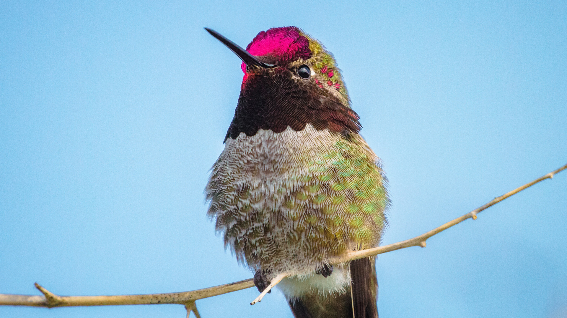 Colibríes ven colores que los humanos no - colibri