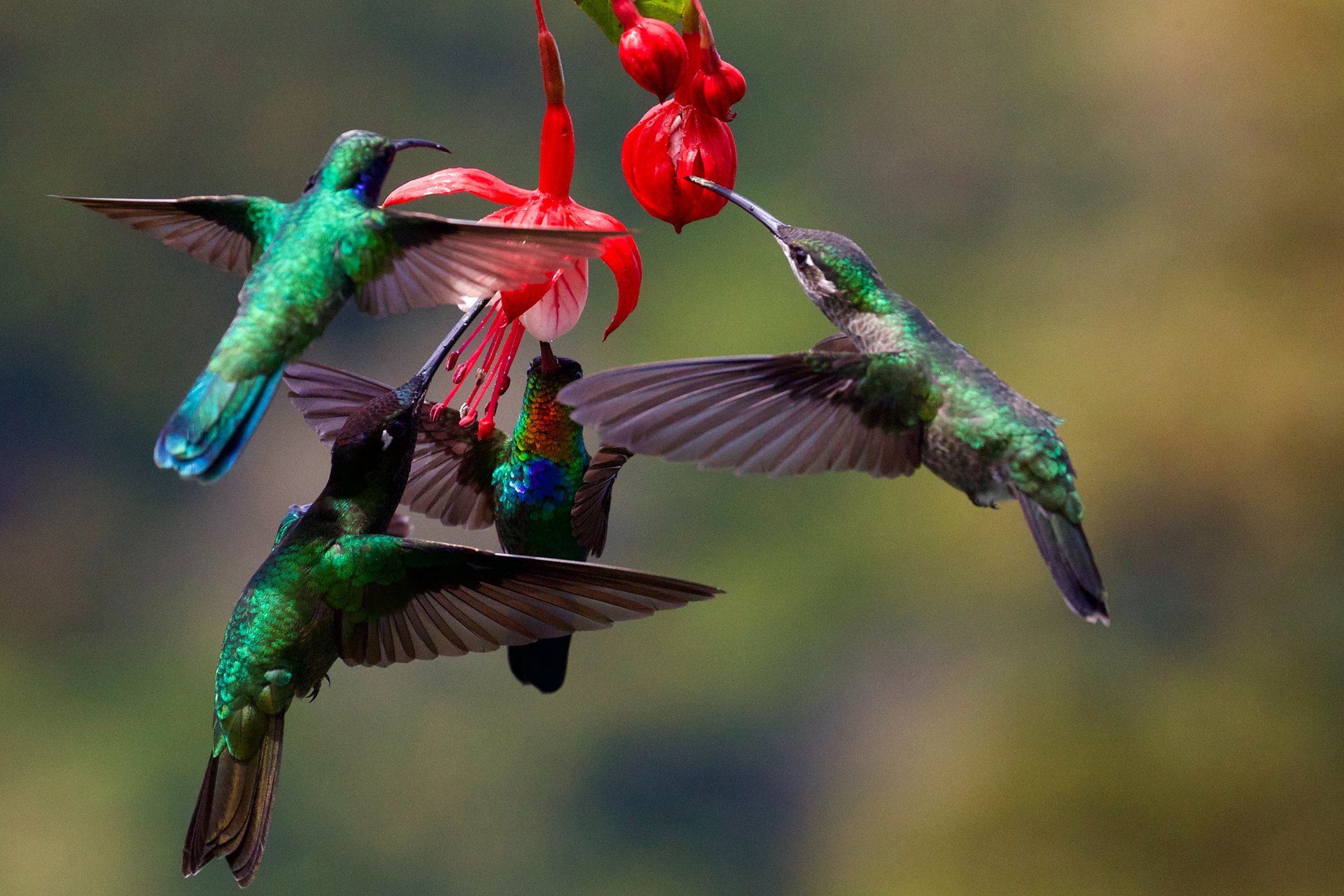 Colibríes ven colores que los humanos no - colibries-alimentandose