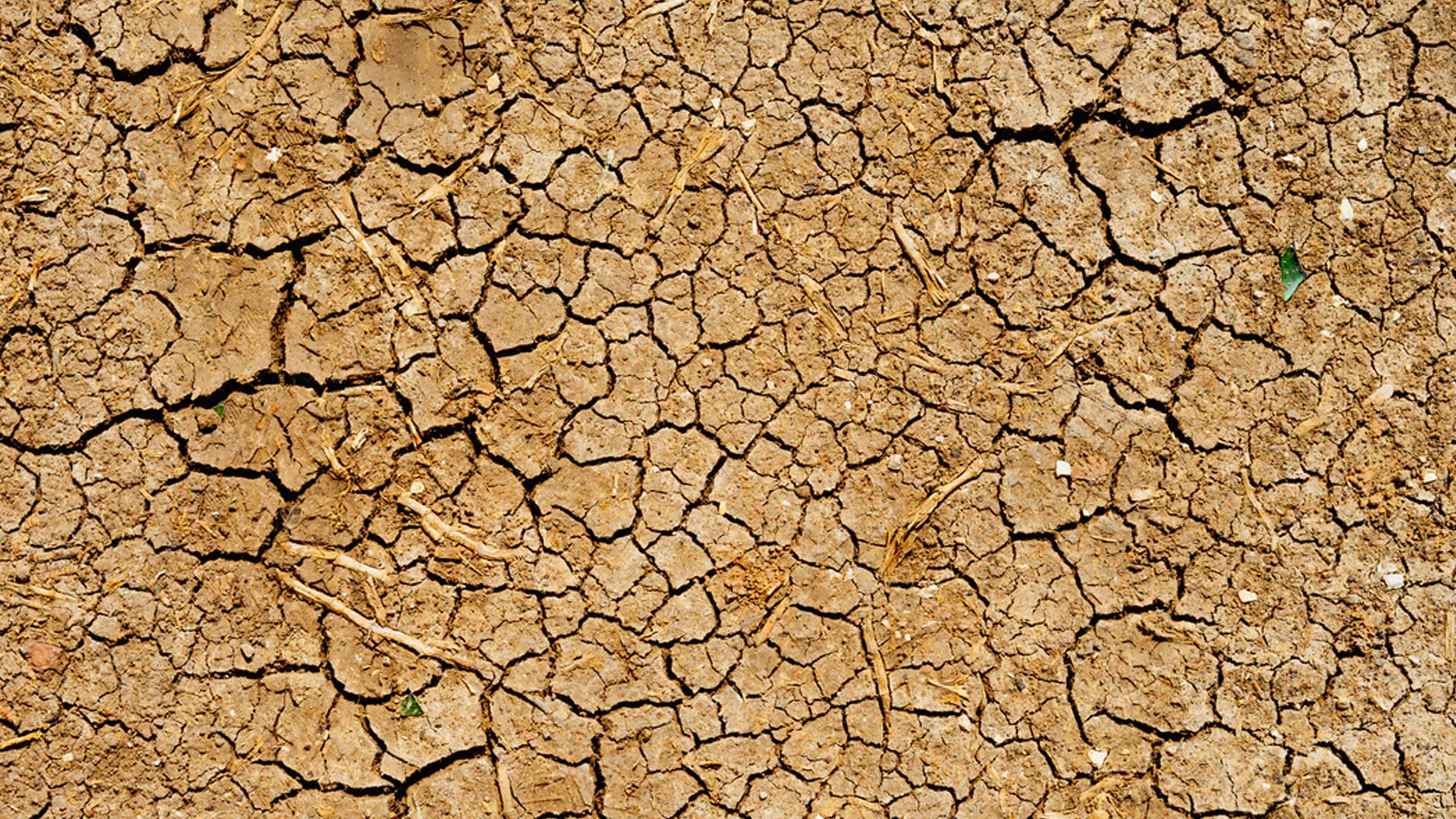 Sequía aumentará precio de granos y carne, advierte industria agrícola - desertificacion-sequia