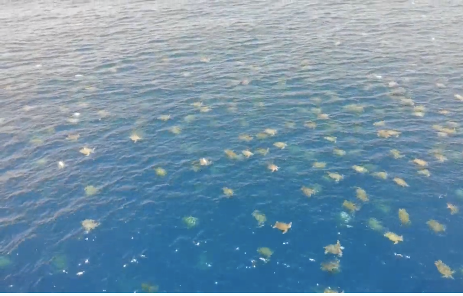 Dron capta a miles de tortugas que anidan en costas de Australia