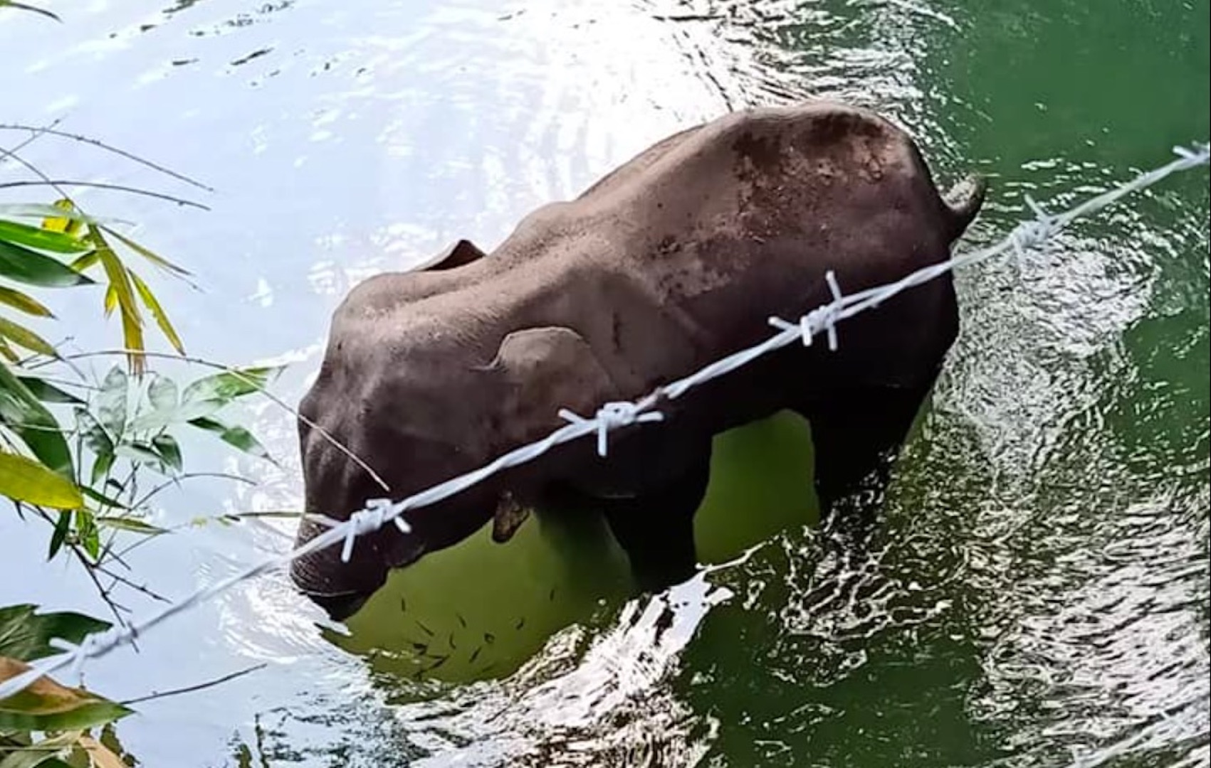 Elefanta muere tras comer piña con explosivos en India Elefanta muere tras comer piña con explosivos en India